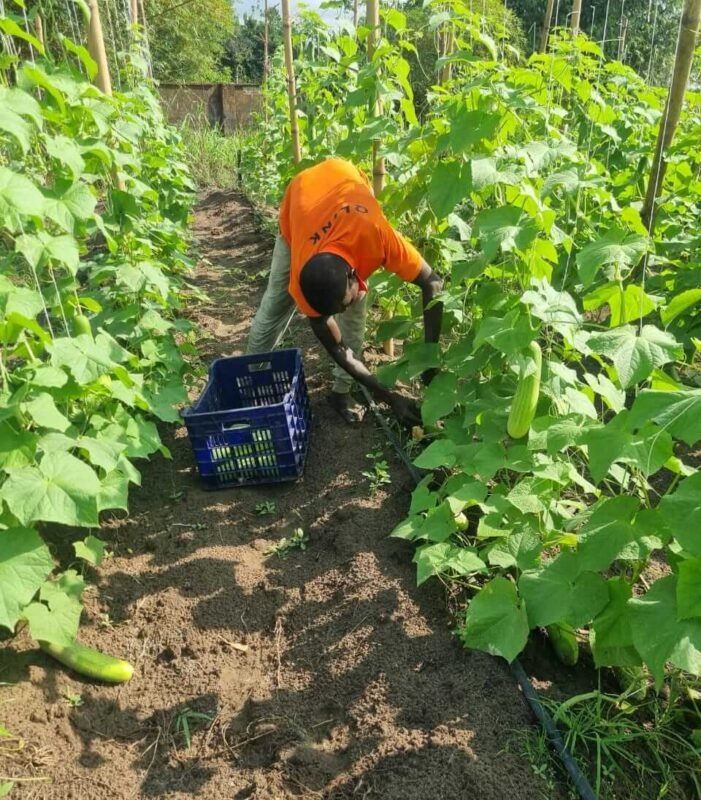 Harvesting