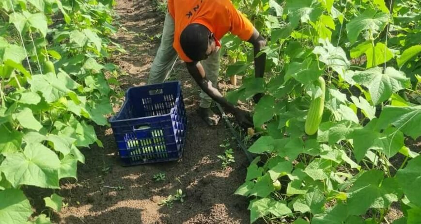 Harvesting