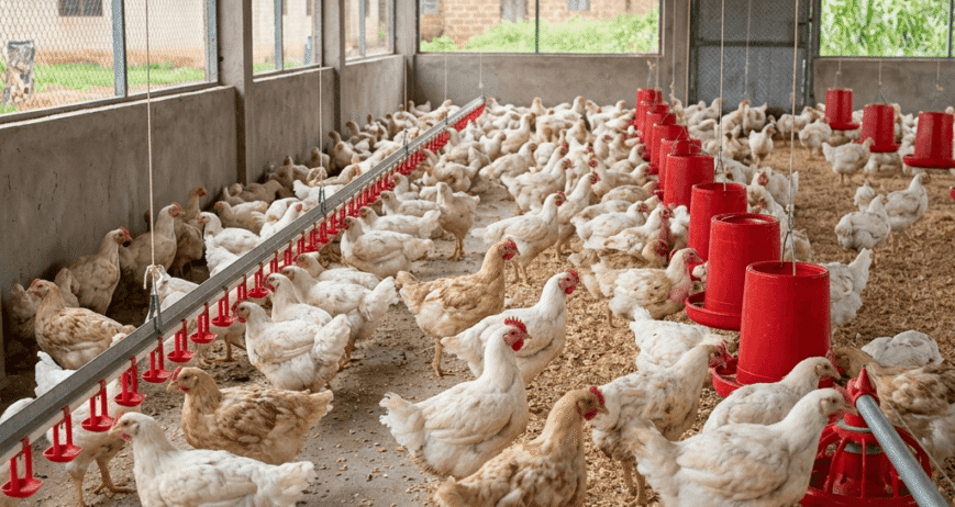 We raise broiler birds in well-maintained farm conditions, ensuring healthy growth and quality meat. Our structured feeding and care practices guarantee a reliable supply for households and businesses.