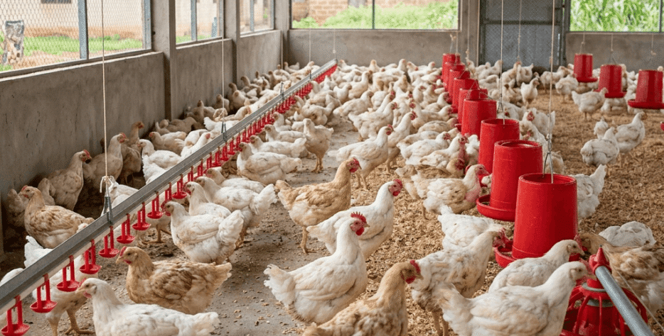 We raise broiler birds in well-maintained farm conditions, ensuring healthy growth and quality meat. Our structured feeding and care practices guarantee a reliable supply for households and businesses.